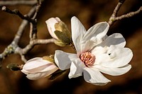 Magnolia salicifolia, also known as Willow-leafed magnolia or Anise Magnolia at the University of Minnesota Landscape Arboretum.