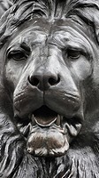 Lion sculpture at Trafalgar Square in London, United Kingdom