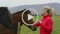 Iceland Akureyri woman feeding Icelandic horses in farm near Akureyri Model Released MR-3
