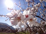 Almond tree. Blossom (Prunus dulcis)