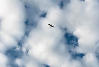 A seagull view in the sky of Playa Lisa beach, Alicante, Spain