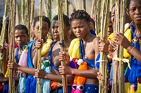 Ludzidzini, Swaziland, Africa - Umhlanga, reed dance ceremony. Maidens present cut reeds to the queen mother of Swaziland for her Kraal.