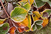 Strawberry leaves covered with frost, close up.