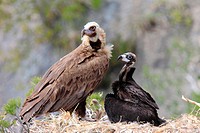 Cinereous vultures (Aegypius monachus). Serra de Tramuntana, Mallorca, Balearic Islands, Spain.