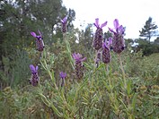 Lavender (Lavandula stoechas). Catalonia, Spain.