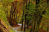 Italy, Trentino region, colors of autumn.