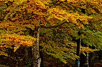 Italy, Trentino region, colors of autumn.