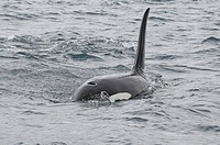 Killer whale (Orcinus orca), Andenes, Norway