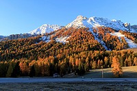 Europe, Italy, Trentino-Alto Adige, Alto Adige, Bolzano province, Dolomites, Karerpass, larches in autumn