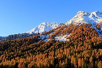 Europe, Italy, Trentino-Alto Adige, Alto Adige, Bolzano province, Dolomites, Karerpass, larches in autumn