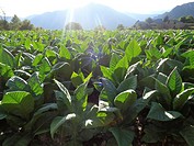 Tobacco plant, (Nicotiana tabacum) Andorra.