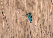 Kingfisher (Alcedo atthis). El Remolar, Viladecans, Barcelona province, Spain.