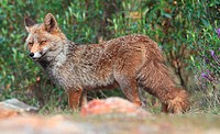 Red Fox (Vulpes vulpes). Monfrague National Park, Extremadura, Spain.