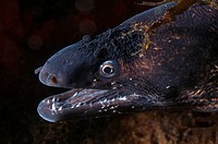 Moray eel, Tossa de Mar, Girona province, Spain