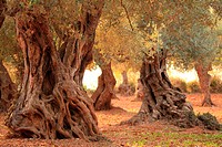 Hundreds-years-old Olive Trees. Mallorca, Balearic Islands, Spain.