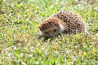 Algerian hedgehog (Atelerix algirus). Majorca, Balearic Islands, Spain.