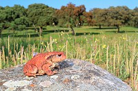 Common toad (Bufo bufo), Parque Nacional de Monfrague, Extremadura, Spain.