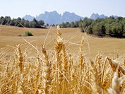 Wheat on June, Bages, Catalonia, Spain