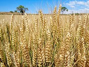 Wheat (Triticum spp.), Bages, Catalonia, Spain