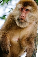 Mt. Emei, Sichuan province, China - Close up of the cute macaque in the wild.