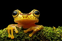 Imbabura Treefrog (Hypsiboas pictuator), Treefrog family (Hylidae), Choco rainforest, Ecuador.