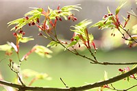 acer palmatum ´shinobuga oka´ in Spring, hope and vitality.