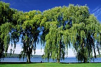 Willows on Cayuga Lake, Stewart Park, Ithaca, New York.