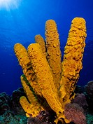 Yellow Tube Sponge -Aplysina fistularis-Metazoa -Los Roques. Venezuela.