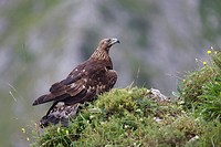 Águila real (Aquila chrysaetos). España