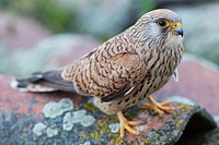 Hembra de cernícalo primilla (Falco naumanni). La Serena. Badajoz. Extremadura. España
