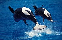 Killer Whale, orcinus orca, Mother and Calf breaching.