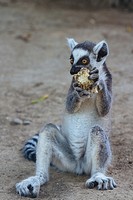 Beijing, China - Close up of a cute Lemur in Beijing Zoo.