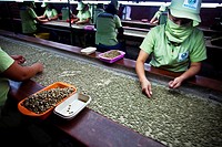 Peru, Piura, Norandino coffee factory