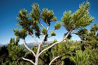 Mountain pine (Pinus sarentensis), Sarentino, Sarntal valley, Trentino-Alto Adige (Südtirol), Italy