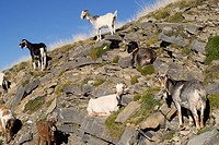 flock of goats, Ordesa Park