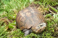 Eastern mud turtle, Kinosternon subrubrum subrubrum, endemic to the United States.