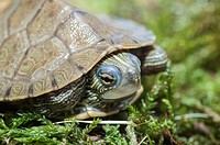 False map turtle, Graptemys pseudogeographica, endemic to the United States.
