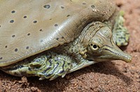 Spiny softshell (soft shell) turtle, Apalone spinifera, native to North America.