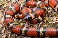 Mexican milk snake, Lampropeltis triangulum annulata, native to northeastern Mexico and southwestern United States.