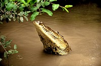 ´American crocodile (Crocodylus acutus)´. The American Crocodile head is more narrow and elongate with a skinnier snout, and the fourth tooth on both ...