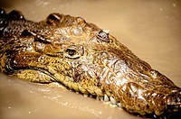 ´American crocodile (Crocodylus acutus)´. The bodies of water in which they live are usually in lowland dry, moist, or wet forests. Tempisque River, C...