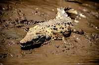 ´American crocodile (Crocodylus acutus)´. Although the crocodile has a menacing reputation and certainly should not be provoked, individuals large eno...