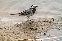 Germany, Saarland, Niederbexbach, A white wagtail is searching for fodder on the river Blies