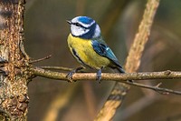 Germany, Saarland, Bexbach, A blue tit is sitting on a branch.