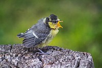 Germany, Saarland, Homburg, A crying young blue tit on a tree stump