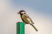 Germany, Saarland, Niederbexbach, A Great tit on a steel post with a crab spider in the beak