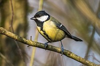 Germany, Saarland, Kirkel, Great tit on a branch.