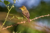 Germany, Saarland, Bexbach, A melodious warbler is sitting on a branch.