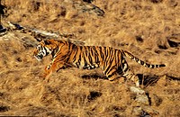 Bengal Tiger, panthera tigris tigris, Adult Running.