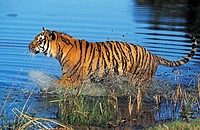 Bengal Tiger, panthera tigris tigris, Adult standing in Water.